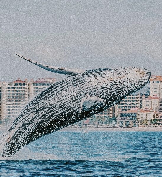 The 10 Best Things to do in Puerto Vallarta, Mexico
